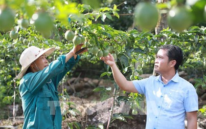 Quy định xuất khẩu chanh leo chính ngạch sang Trung Quốc