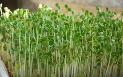 'Kinh hoàng' hạt giống trồng rau mầm tẩm hóa chất độc hại, hàng ngàn người đã mua