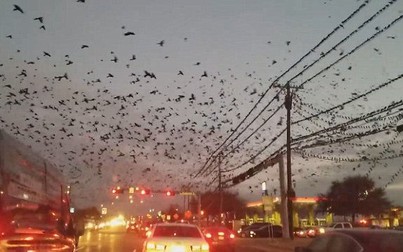Chuyện lạ: Hàng ngàn con chim tụ tập ở ngã tư