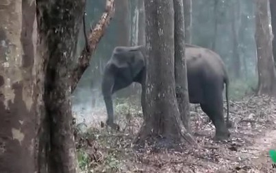 Chuyên gia động vật trên thế giới bối rối trước hành động chú voi 'hút thuốc'