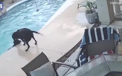 Cảm động với chú chó cứu bạn mình khỏi đuối nước