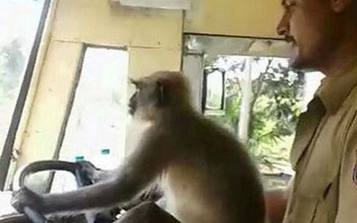Tài xế xe buýt thản nhiên cho khỉ cầm lái khi xe đang chở khách