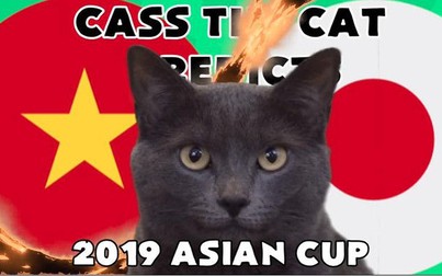 Mèo tiên tri dự đoán "sốc" kết quả trận Việt Nam vs Nhật Bản, 20h ngày 24/1