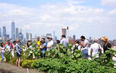 "Choáng" với trang trại rộng 5.000m2 trên mái nhà ở New York