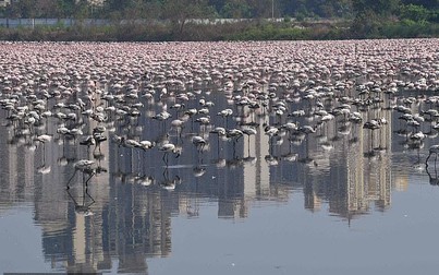 Hàng chục nghìn chim hồng hạc đổ bộ "nhuộm" hồng Navi Mumbai, Ấn Độ