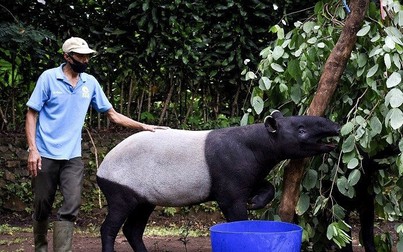 Động vật trong sở thú Indonesia sắp chết đói vì COVID-19
