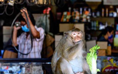 Thái Lan đang đau đầu trước vấn nạn khỉ tấn công thành phố