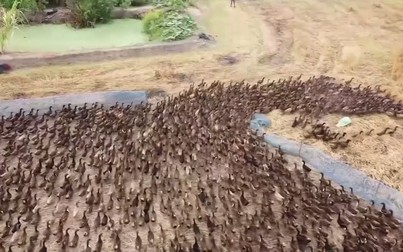 10.000 con vịt ra đồng dọn dẹp ruộng lúa ở Thái Lan