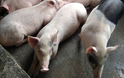 Giá heo hơi hôm nay 8/12: Miền Nam mất mốc 50.000 đồng/kg
