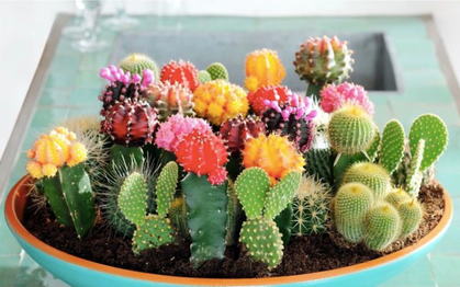 Top 4 loại cây 'khắc tinh của thần may mắn' không nên chọn trồng trong nhà