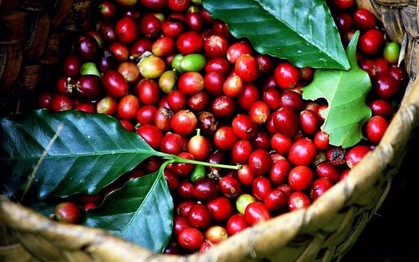 Xuất khẩu cà phê có thể đạt 6 tỷ USD trong năm 2024