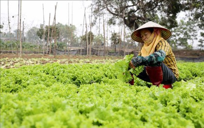 Chuẩn bị nguồn cung rau màu phục vụ thị trường Tết