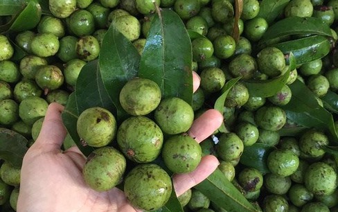 Lần đầu xuất 22 tấn trái sâu sang Australia, giá hơn 300.000 đồng/kg