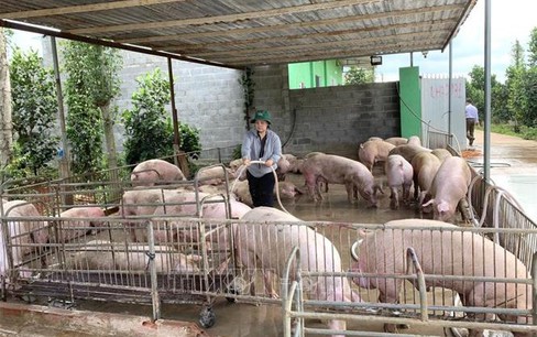 Người chăn nuôi cẩn trọng tái đàn phục vụ Tết