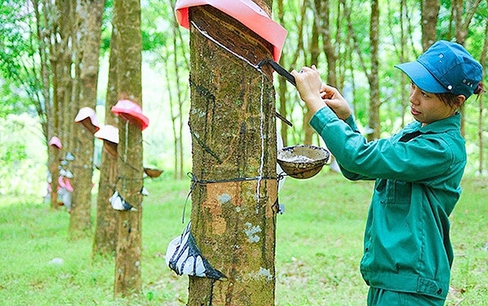 Dự báo không mấy tích cực về giá cao su