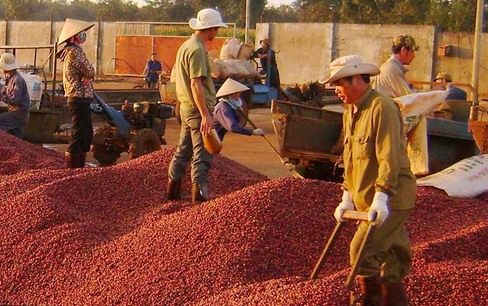 Xuất khẩu cà phê được dự báo gặp khó vì nhu cầu thấp, giá giảm