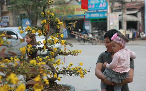 Có gì ở lễ hội mai vàng An Nhơn – Bình Định?