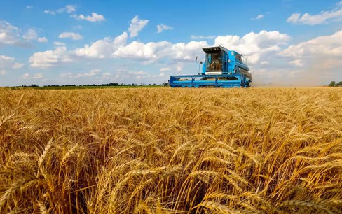 Giá lúa mì chạm mức thấp nhất 14 tháng do xuất khẩu của Nga tăng mạnh