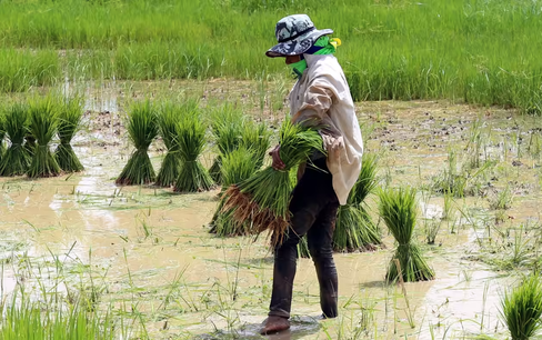 Việt Nam, Thái Lan sẽ họp bàn về việc tăng giá gạo xuất khẩu vào tháng 10