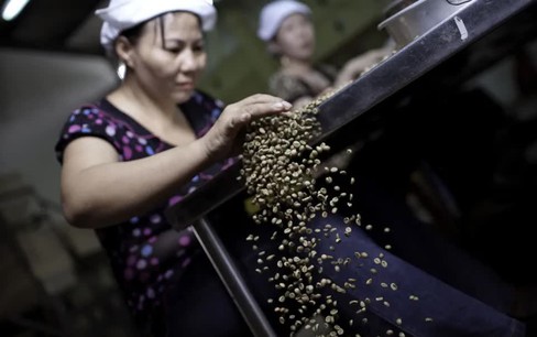 Bão Noru gây mưa lớn ảnh hưởng vành đai cà phê của Việt Nam