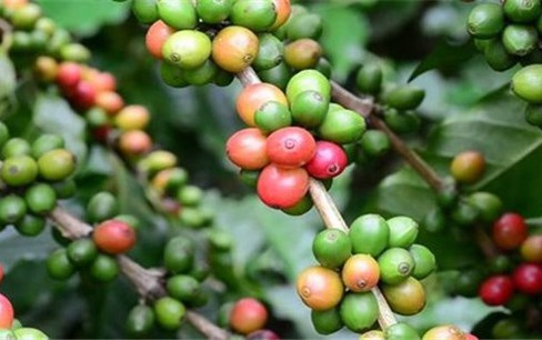 Thị trường nông sản 24/3: Giá cà phê thế giới tăng giảm trái chiều