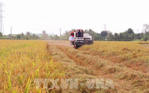 Nhu cầu đối với gạo Việt Nam tăng mạnh