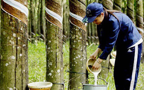 Xuất khẩu cao su tháng 3 giá giảm, lượng tăng