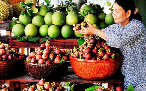 Bình Dương: Nhiều chủ nhà vườn quyết không bán măng cụt xanh dù giá cao