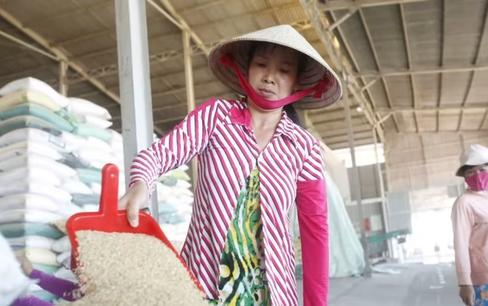 Việt Nam giảm xuất khẩu gạo còn khoảng 4 triệu tấn vào năm 2030