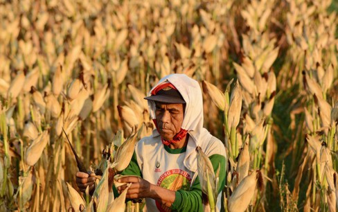 Hạn hán nghiêm trọng thúc đẩy nông dân trồng lúa ở Indonesia chuyển sang trồng ngô