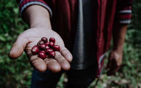 Panama tích cực hỗ trợ nông dân trồng cà phê