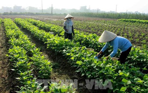 Đề nghị tiếp tục miễn thuế sử dụng đất nông nghiệp