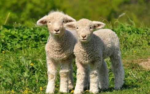 Ai đã nghĩ ra mẹo đếm cừu để chữa chứng mất ngủ và nó có hiệu quả không? 