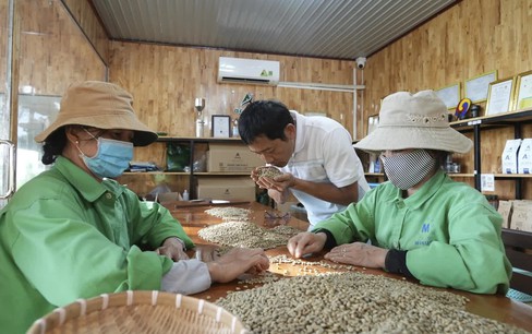 Ngành cà phê thích ứng với quy định chống phá rừng của EU