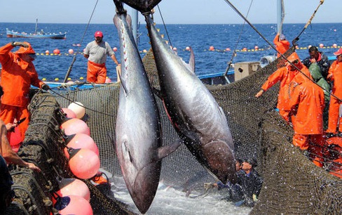 Xuất khẩu cá ngừ Việt Nam tăng phi mã, chinh phục thị trường thế giới