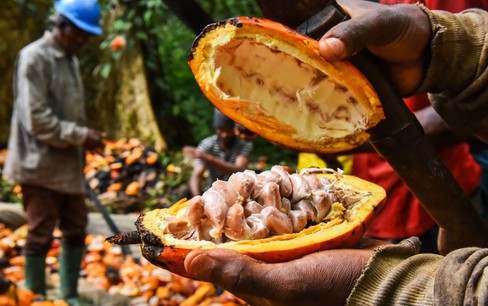 Nông dân châu Phi ồ ạt trồng ca cao khi giá cả tăng vọt