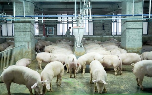 Trung Quốc phát triển 'siêu lợn' để đảm bảo an ninh lương thực cho tỷ dân