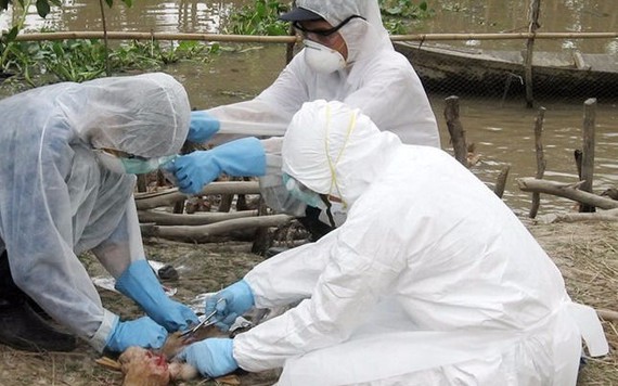 Đàn gà 1.700 con ở Bạc Liêu nhiễm cúm gia cầm