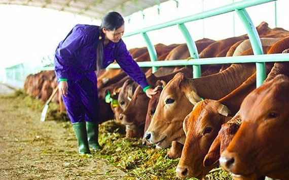 Giá bấp bênh, “thủ phủ” bò tơ khốn đốn