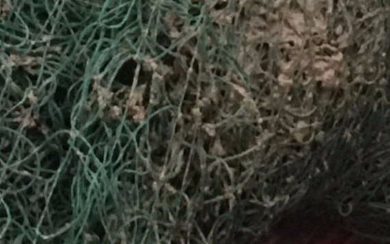 Kiểm nghiệm mẫu bùn lạ bám vào lưới ngư dân Quảng Trị