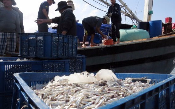 Trúng đậm cá cơm "vùng biển Formosa"