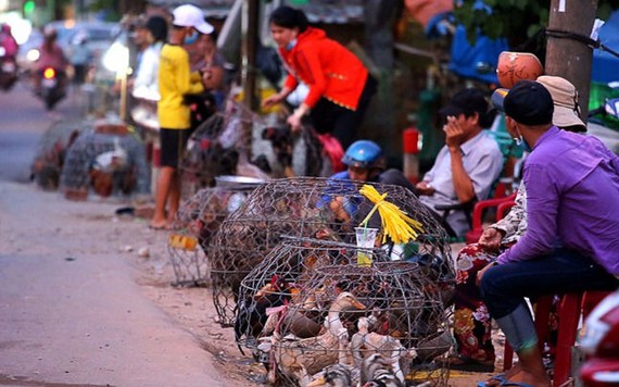 Tỉ phú nuôi gà cũng phá sản