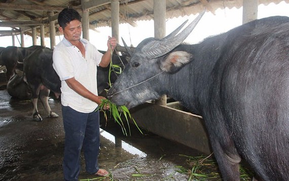 Nuôi trâu thành tỉ phú