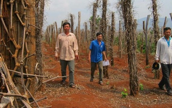 Tiêu chết hàng loạt ở Tây Nguyên