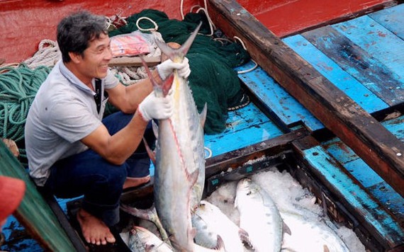 Ngư dân Quảng Trị trúng mẻ cá bè quỵt trị giá 5 tỉ đồng