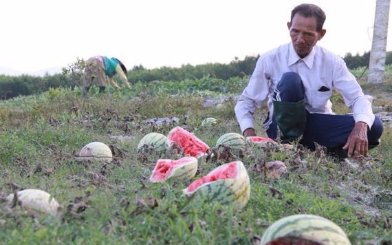 Chưa kiểm soát chất lượng, nông sản khó vào siêu thị