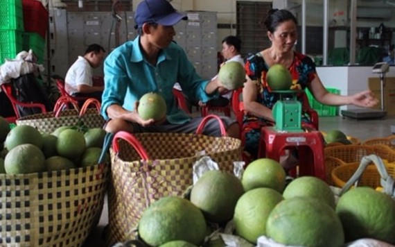 Bưởi da xanh giá cao, đối tác Trung Quốc vẫn "ăn hàng" mạnh