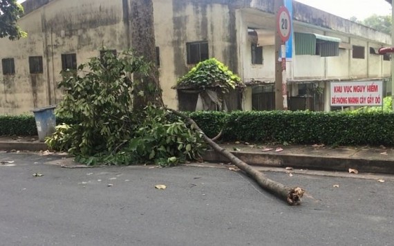 Nữ công nhân ở Sài Gòn bị nhánh cây rơi trúng khi ăn sáng đã tử vong