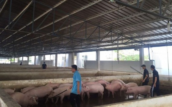 'Thủ phủ' nuôi heo tạm dừng dự án chăn nuôi heo