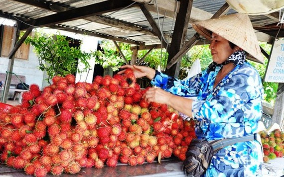 Bến Tre: Giá chôm chôm thấp kỷ lục